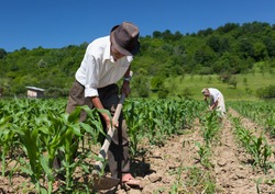 Famiglia Di Lavoratori Rurali Diserbo Sul Campo Di Mais Con La Foresta Sullo Sfondo