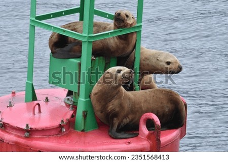 Family of seals in Alaska all sunbathing on a buoy in the ocean on a cloudy day.