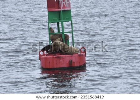 Family of seals in Alaska all sunbathing on a buoy in the ocean on a cloudy day.