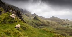 A Family Of Sheep Graze On The Mountainside In The Fairytale Landscape Of The Quiraing, Shaped By Landslips, In The Trotternish Peninsula Of Scotland's Isle Of Skye.