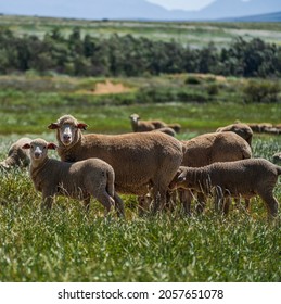 A Family Of Sheep Grazing In The Overberg Grassland In Western Cape South Africa