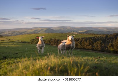 Family Of Sheep At Sunset Grazing In A Lush Green Meadow In The Peak District