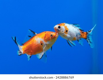 family of Shubunkin goldfish (also Speckled or Harlequin goldfish, Carassius auratus)floating in aquarium. These breed of long-bodied, fancy goldfish are popular for distinctive calico coloration.