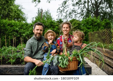 Family With Small Children Gardening On Farm, Growing Organic Vegetables.