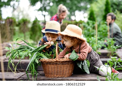 Family With Small Children Gardening On Farm, Growing Organic Vegetables.