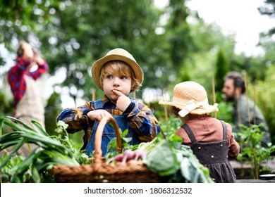 Family With Small Children Gardening On Farm, Growing Organic Vegetables.