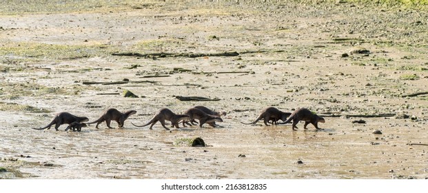 A family of smooth coated otters running on Changi Beach, Singapore. - Shutterstock ID 2163812835