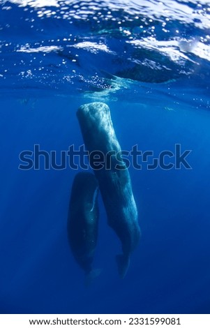 Family of sperm whales sleeping in the ocean