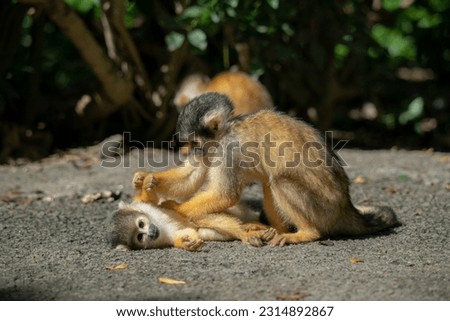 Family of squirrel monkeys at the forest of squirrel monkey in Ishigaki, Okinawa, Japan. 