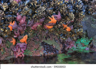 Family of Starfish in tide pool located south of Cannon Beach Oregon