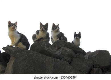 Family Of Stray Cats. Herd Of Stray Cats