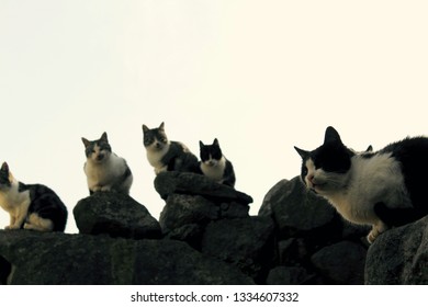 Family Of Stray Cats. Herd Of Stray Cats