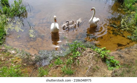 A family of swans came to the sandy shore of a lake where grass grows in search of food. The baby swans eat the shoreline vegetation while the adult birds keep watch for safety. Sunny