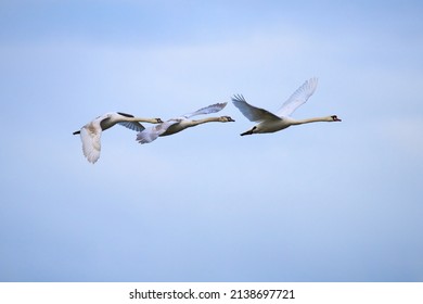  A Family Of Swans Fly In The Golden Light                              