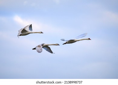  A Family Of Swans Fly In The Golden Light                              