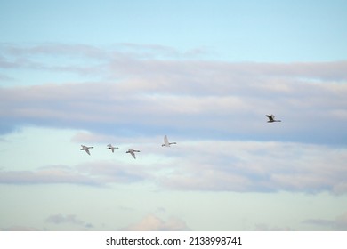  A Family Of Swans Fly In The Golden Light                              