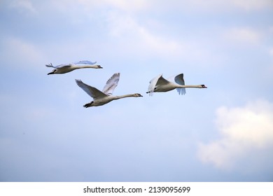  A Family Of Swans Fly In The Golden Light                              