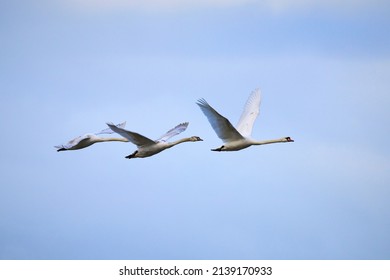  A Family Of Swans Fly In The Golden Light                              