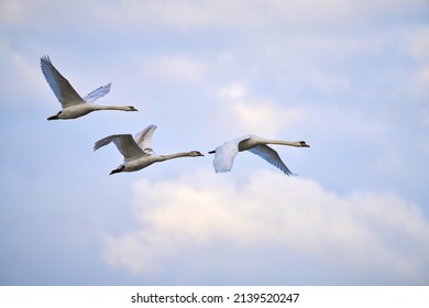  A Family Of Swans Fly In The Golden Light                              