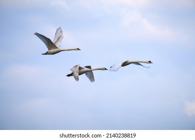  A Family Of Swans Fly In The Golden Light                              