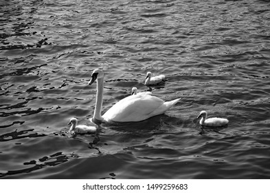 Family Of Swans Palace Of Fine Arts