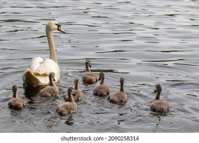 Family Of Swans Swimming As A Group On Open Water