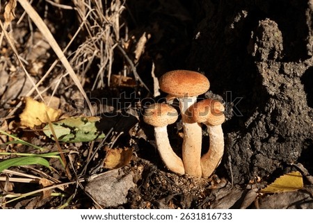 a family of three honey mushrooms (lat. Armillaria) grows near the root of a birch tree and is illuminated by the autumn sun