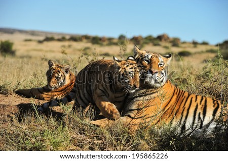 A family of tigers