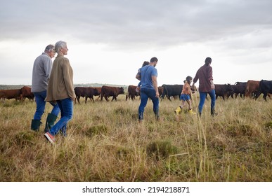 Family Together, Cattle Field And Business With People You Love. Countryside Farmer Parents Walking In Meadow With Children To Bond. Relationship With Kids And Sharing Ranch For Next Generation.