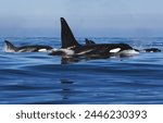 A family of transient killer whales, including a large male, on a hunt in Monterey, California. 