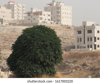 A Family Trip To Shafa Badran, Specifically In Prince Hamzah Park, Which Belongs To Amman, Jordan