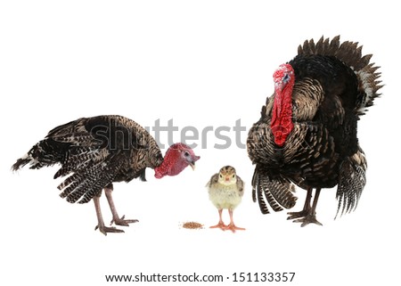 family turkey  isolated on a white background.