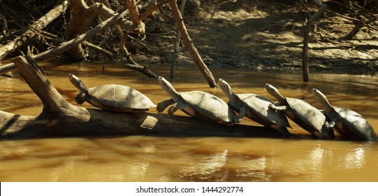 Madidi の画像 写真素材 ベクター画像 Shutterstock