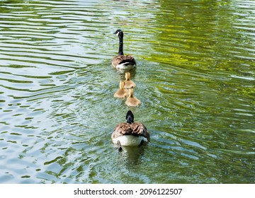 Family of two adult Canada Geese and three goslings swimming away on green water. - Powered by Shutterstock