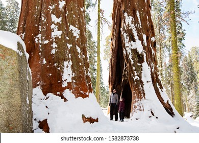 family of two, father and son, enjoying the view of giant sequoia trees in sequoia national park during winter, active vacation concept