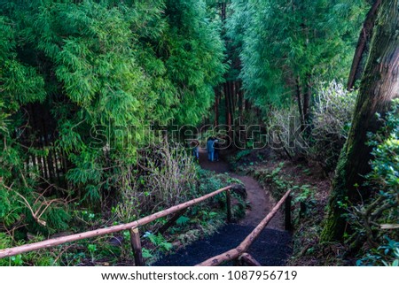 Family walking in the forest. Mysterious, suspense scenery concept