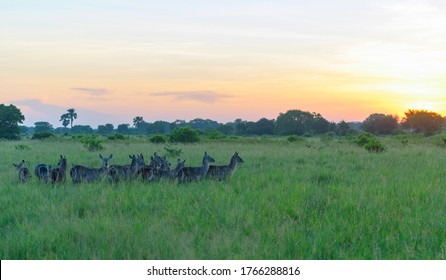 Family waterbucks grazing in the African Bush in a Safari Park in the wild nature at sunset - Shutterstock ID 1766288816