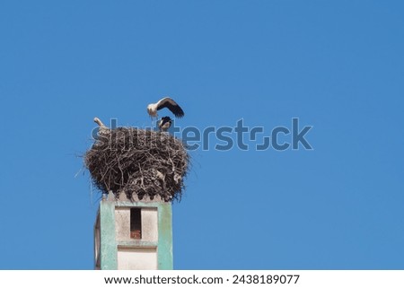A family of white storks rests in their nest, taking care of their hygiene and warming up their limbs. Peaceful living of wild animals next to humans in urban environments.