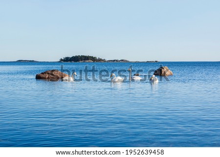 Family  of whooper swans (Cygnus cygnus) in the sea water, Hanko, Finland