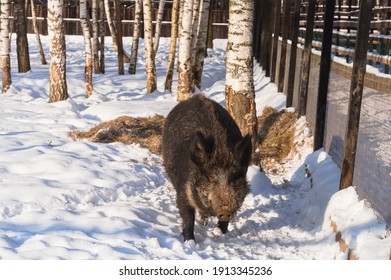 14 Little Moose Island Images, Stock Photos & Vectors | Shutterstock