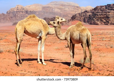 Family Of Wild Camels In The Wadi Rum Desert, Jordan