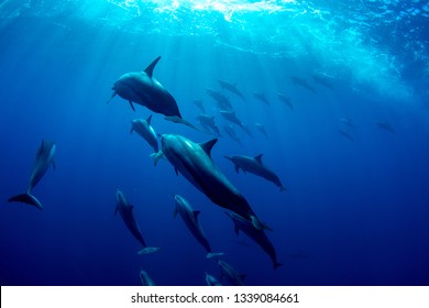 A family of wild dolphins playing in the clear ocean waters. Mauritius, Indian Ocean - Powered by Shutterstock