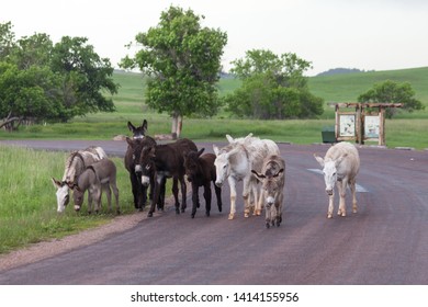 A Family Of Wild Donkeys Walk Together On A Roadside Area Of Custer State Park In South Dakota Where They Are A Tourist Attraction.