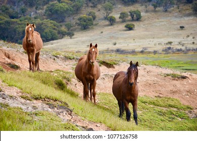 Family Of Wild Horses (brumbies) In Australia In The Wild