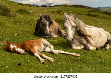 Family of wild horses resting in a beautiful landscape of Shropsire mountains, two adults horses and one few days old pony sleeping on grass. Wild animals in natural habitat.