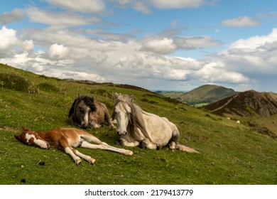 Family of wild horses resting in a beautiful landscape of Shropsire mountains, two adults horses and one few days old pony sleeping on grass. Wild animals in natural habitat.