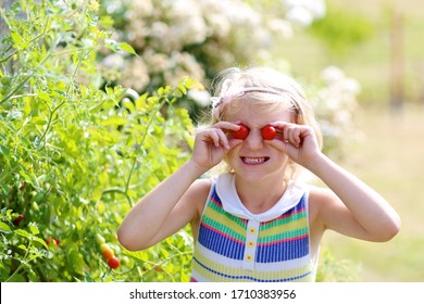 Family Working Together In The Garden. Little Funny Girl Picking Tomatoes Outdoors. Young Child Enjoy Sunny Day Outside. People Growing Vegetables In Backyard.