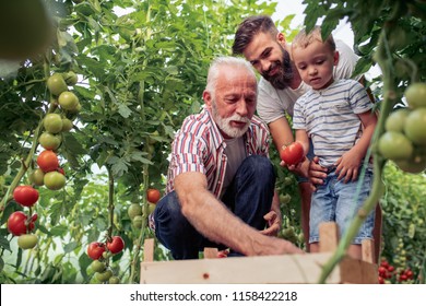 Family working together in greenhouse.Portrait of grandfather,son and grandson while working in family garden. - Powered by Shutterstock