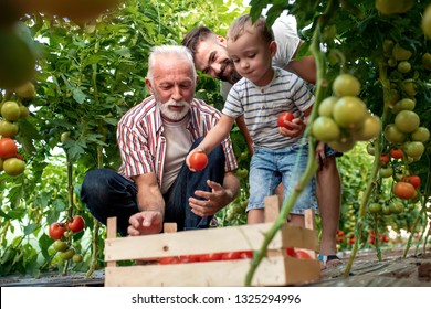 Family working together in greenhouse.Portrait of grandfather,son and grandson while working in family garden. - Powered by Shutterstock