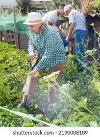 Family Works Garden Woman Digs Potatoes Stock Photo 2190008189 